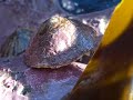 Limpet feeding on kelp at Easdale May 07 Limpet feeding on kelp at Easdale May 07