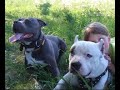 American   Staffordshire   Terrier  Voodoo 2