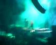 Machine Head.....Davidian n.e.c