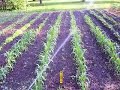 Garden Update Episode 4