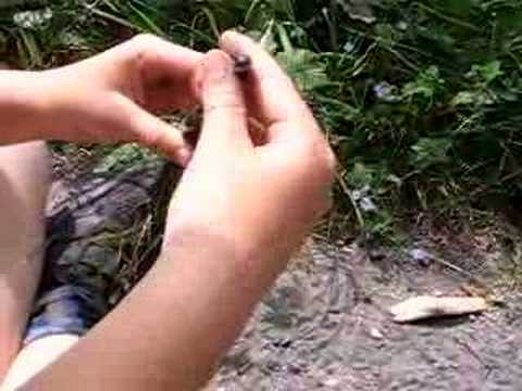 Slow Worm