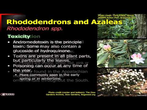 how to fertilize azaleas and rhododendrons