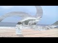 Cape May Skim