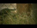 wild kittens in the tall grass