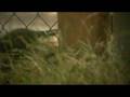 wild kittens in the tall grass