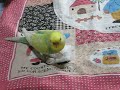 Click here to watch this video アイちゃん ティシュでストレス解消