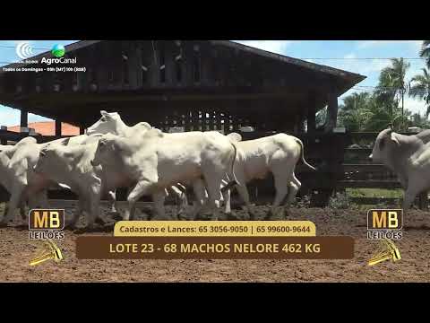 530� LEIL�O VIRTUAL DE CORTE