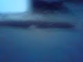 killer vs nery a cuando se mete un infragante