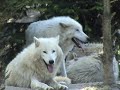 La meute de Loups d\