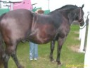 Barrel racing montage 2