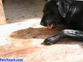 Raw dog food meat bone