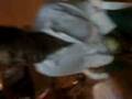 videos de Galopeia
