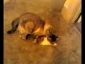 Cat Sex Ed