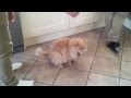 Ham On A Cat's Face - animals, cat, cute, face, ham, pets, wtf, funny