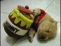 Puppies! Puppies!