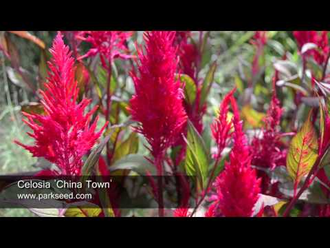 how to harvest celosia seeds