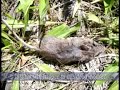 Windows to Discovery Project - Decomposers
