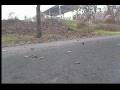 videos de Early Morning Run