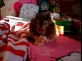 3 Hamsters in 1 movie! Chmurka, Szarotka & Mocca 3 Hamsters in 1 movie! Chmurka, Szarotka & Mocca
