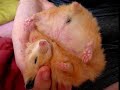 3 hamsters in 1 movie! chmurka szarotka   mocca