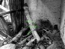 Anima��o_10TM_Nature Power