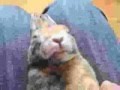 Comment hypnotiser un lapin et le faire sourire !!!