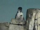 Penguin Chicks at Central Park Zoo Penguin Chicks at Central Park Zoo
