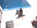 Ronnie the NZ Fur Seal