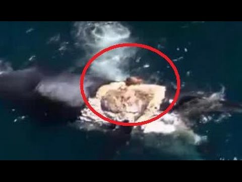Este loco surfea una ballena muerta rodeada de tiburones
