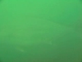 ??