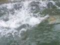 Stripers October 1 OBX