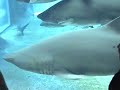 Shark Tank at uShaka