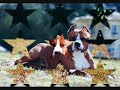 American Staffordshire Terrier American Staffordshire Terrier