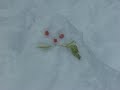 Adamo Tombe la neige (Version originale)