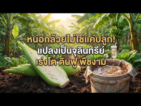ปุ๋ยธรรมชาติจากหน่อกล้วย