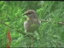Pissed off Mockingbird