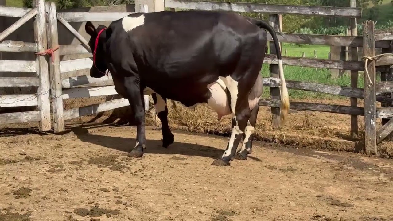LOTE 15 - 01 VACA (CINTURONA) JERSOLANDO; BR:31AM; 1° CRIA;