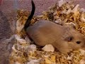 Newborn Gerbil Babies One Day Old 2
