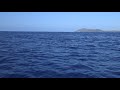 Hawaiian Monk Seal in Open Ocean Honolulu