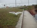 bird eats blue gill