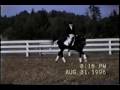 videos de Dalnomer Trakehner stallion