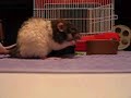 Pet Rats Chain Gang Pet Rats Chain Gang