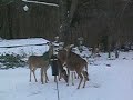 Deer - Bird Feeders Thieves With No Shame Deer - Bird Feeders Thieves With No Shame