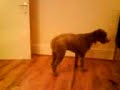 Moonwalking Dog Moonwalking Dog