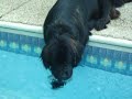 Newfie bubbles