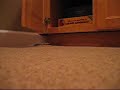 Mouse Trap Happy Ending Mouse Trap Happy Ending
