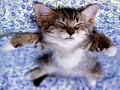 Cute Kitty Is Back ! Cute Kitty Is Back !