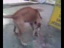 Estupro Violento