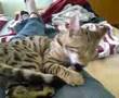 Tristan-playing-with-his-tail