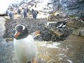 Gentoo penguin @ Asahiyama Zoo